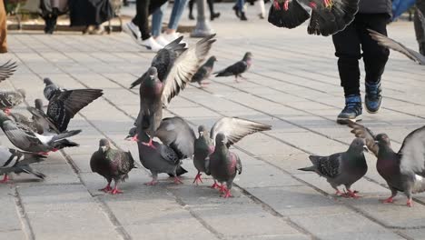 alimentando pájaros palomas en el suelo