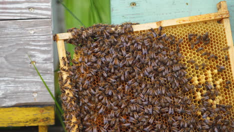 bee family working on a wooden frame. honey bees crawl on frame with honeycombs. beekeeping process. close-up.