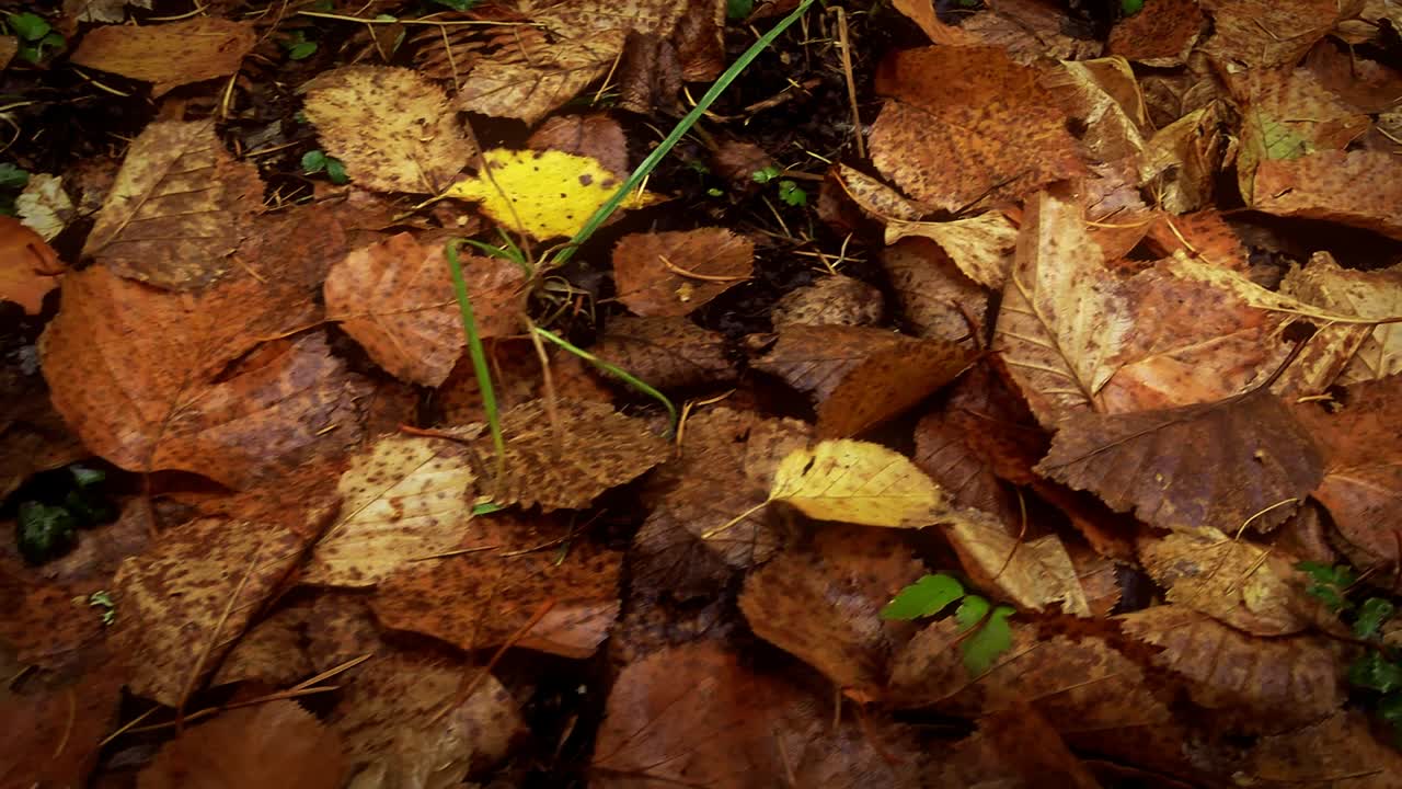 un clip que muestra un montón de hojas
