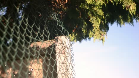 Fern-tree-and-fencing-against-breezy-blue-sky