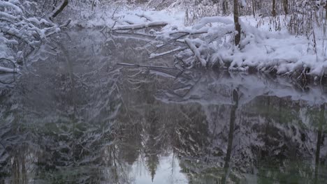 reflejos de árboles en el agua