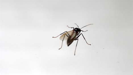 fly balances on white window, black body silhouette, macro closeup