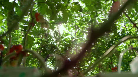 Red-tomatoes-bushes-growing-on-branches-in-big-farmland-greenhouse-among-leafs