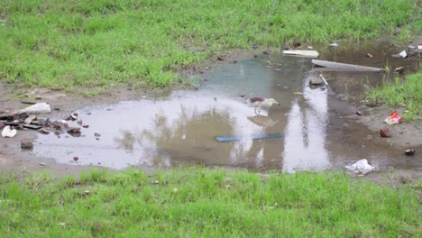 a handheld long shot of a puddle of muddy water amidst wild grass with reflection of trees and sky in the water and garbage around
