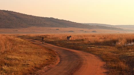 Majestuosos-Leones-Al-Amanecer-En-África,-Mostrando-Trabajo-En-Equipo-Y-Poder-Mientras-Cazan-Bajo-La-Luz-Dorada-De-La-Mañana