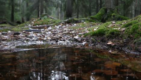 forest pond in autumn, close up, moving tracking shot