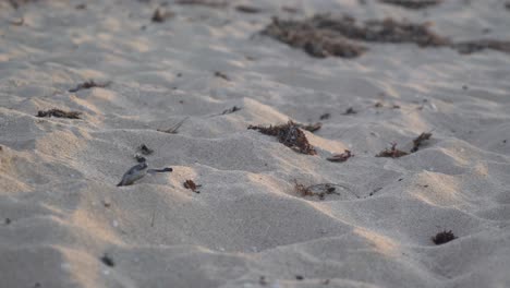 Tortugas-Bebés-Intentando-Llegar-Al-Agua-Desde-La-Playa-Después-De-Nacer