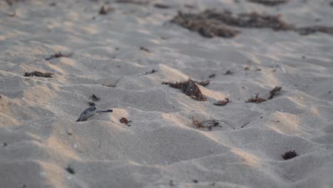 tortugas bebé tratando de llegar al agua de la playa después de la eclosión
