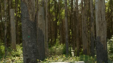 Trunks-of-dead-dry-spruce-trees-in-forest-hit-by-bark-beetle-in-Czech-countryside-with-sun-glare