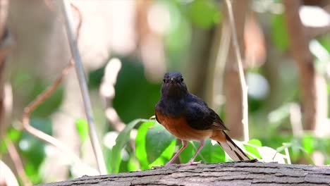 Die-Weißbürtige-Shama-Ist-Einer-Der-Häufigsten-Vögel-In-Thailand-Und-Kann-Leicht-In-Stadtparks,-Landwirtschaftsflächen,-Bewaldeten-Gebieten-Und-Den-Nationalparks-Beobachtet-Werden