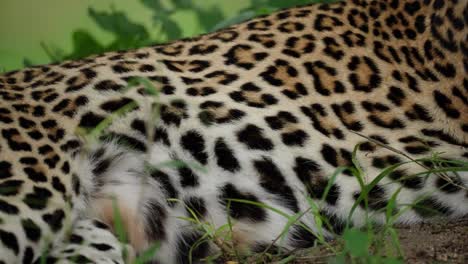 Close-up-shot-of-the-spots-on-an-African-leopards-stomach-while-she-is-panting-and-resting