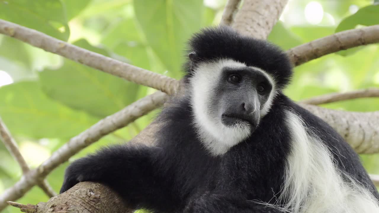 mono retrato de cerca en árboles en áfrica, monos colobus blancos y negros en un bosque parque nacional kilimanjaro en tanzania en un safari de vida silvestre y animales africanos, monos en lo alto