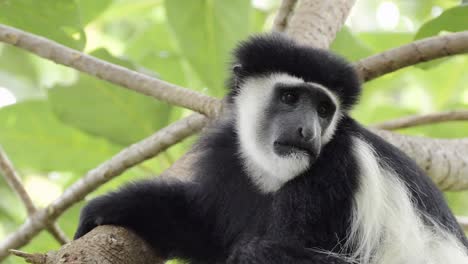 Affen-Nahaufnahme,-Porträt-In-Bäumen-In-Afrika,-Schwarz-weiße-Colobus-Affen-In-Einem-Wald-Im-Kilimandscharo-Nationalpark-In-Tansania-Auf-Einer-Afrikanischen-Tier--Und-Wildtiersafari,-Affen-Hoch-Oben