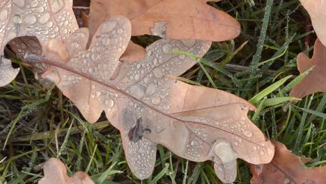 Autumn-leaves-in-field,-after-the-rain