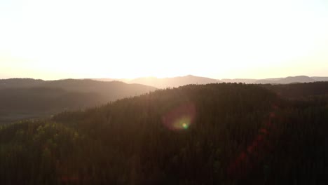 bright sun shining over the dense forest in sunrise