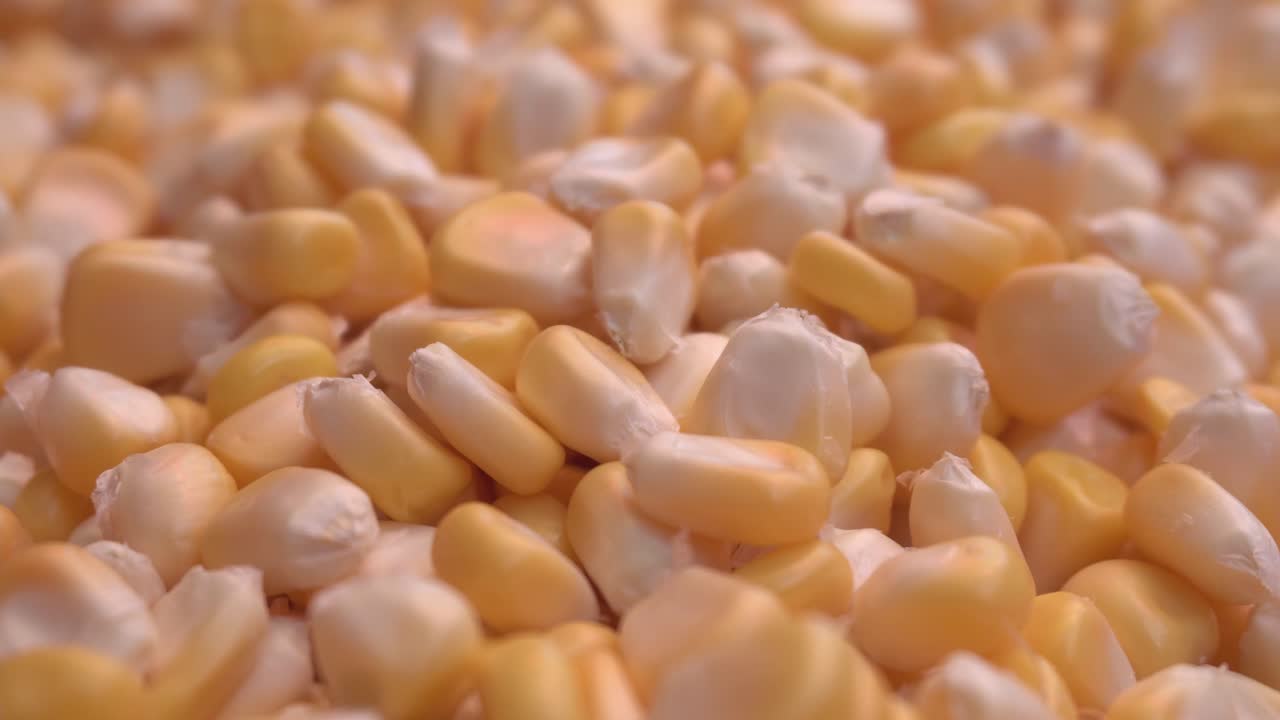 el maíz es un alimento muy sano y sabroso