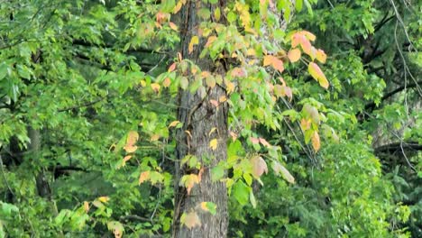 Tiro-Inclinado-Hacia-Arriba-De-Un-árbol-Grande-A-Principios-De-La-Temporada-De-Otoño-Con-Hojas-De-Naranja-Durante-El-Día