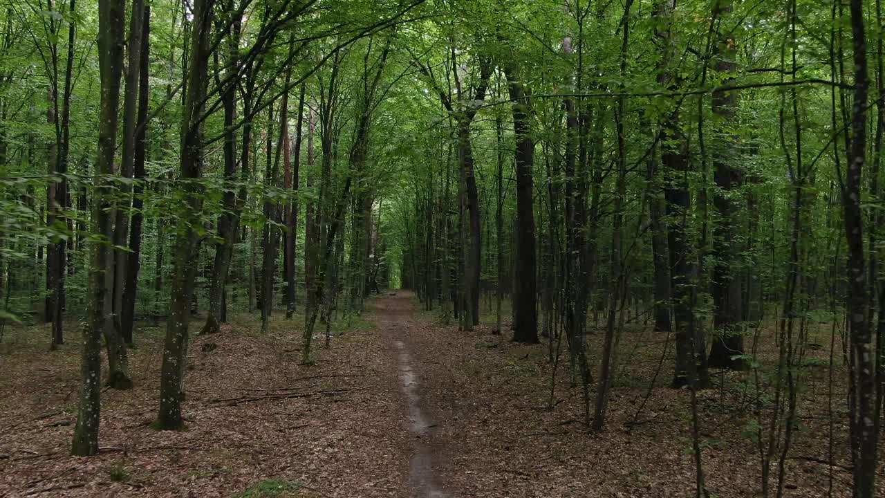 Tracciamento aereo attraverso una fitta foresta verde durante il giorno