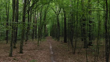 Aerial-View-Tracking-Through-Dense-Green-Forestry-During-Daylight