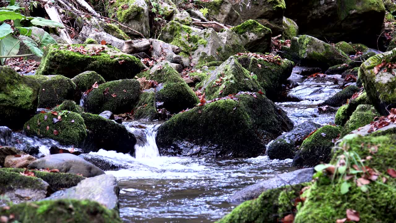 Creek in forest. Nature loop background with sound included