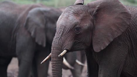 african elephants in the wild bush of aberdare national park, kenya, africa