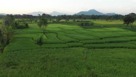 un hermoso campo de arroz en sri lanka durante el amanecer