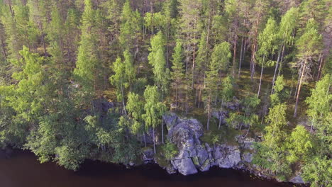 increíblemente hermoso bosque de coníferas intacto en el desierto boreal