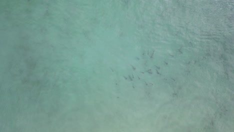 A-school-of-Hammerhead-sharks-hunting-in-the-shallow-waters-of-a-popular-tourist-beach