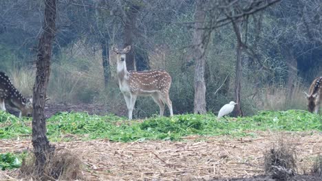 Group-of-deer-eating-grass-in-the-forest-of-Pakistan