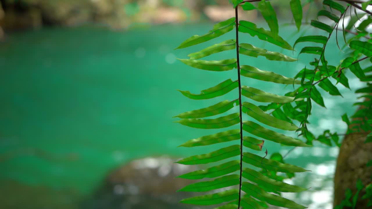 planta de mauricio con un telón de fondo de cascada verde