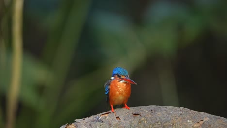 el pequeño pájaro pescador de orejas azules se posa para atrapar su presa y luego vuela