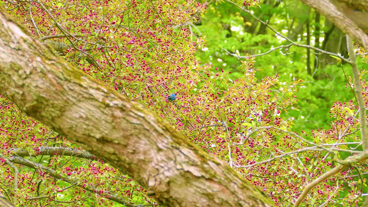 Bluebird in Spring Tree