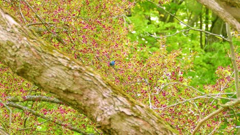 pájaro azul en el árbol de primavera