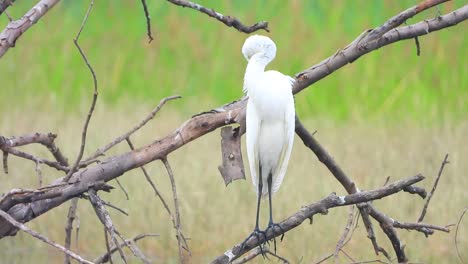 great-egret-chilling-on-pond-.