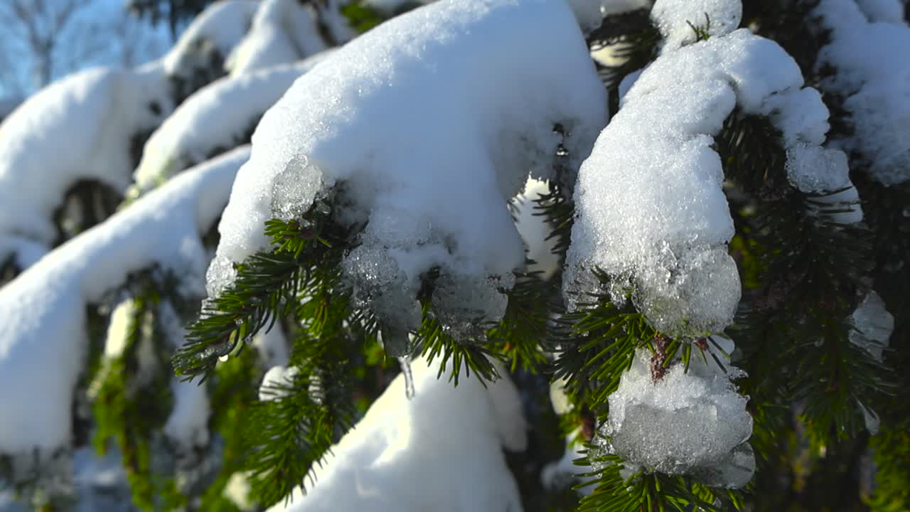 Gorgeous vibrant and colorful green and brown pine or spruce branches with needles covered with thick white fluffy snow and ice during a winter sunny day. Footage slowly spinning around the branches.