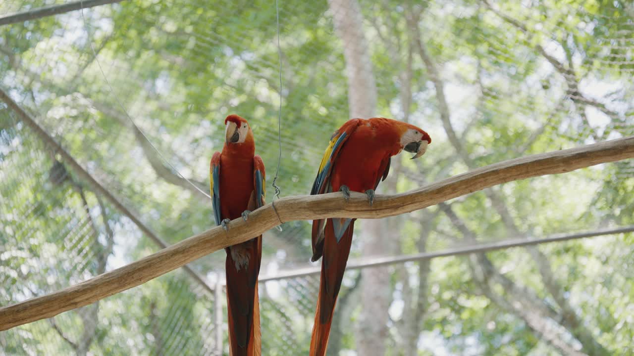 due amanti, ara rossa scarlatta appollaiata su un ramo all'interno di una gabbia dello zoo in america centrale