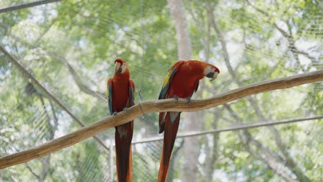 two lovers, red scarlet macaw perched on a branch inside of a zoo cage in central america