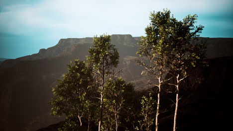 pine trees and huangshan mountains in china