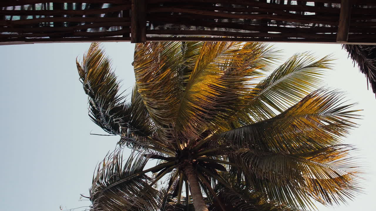 palmera vista desde abajo mientras se balancea en el viento, bañada en los colores de la tarde