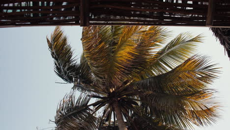 Palm-tree-viewed-from-below-as-it-sways-in-the-wind,-bathed-in-the-colors-of-late-afternoon