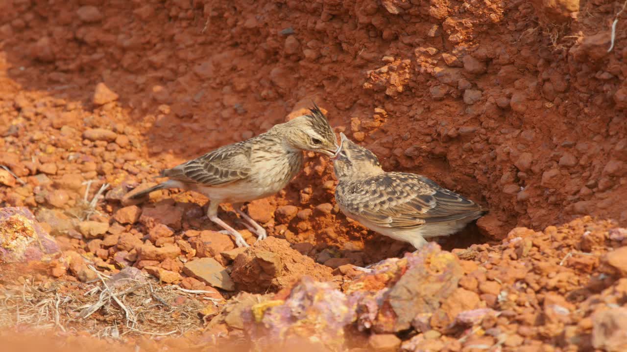 둥지에 있는 말라바르 볏이 있는 종달새 새끼는 부모 종달새가 와서 붉은 모래에 있는 사타라에 있는 인도 서부 ghats에서 여름 절정에 필요한 음식을 먹입니다