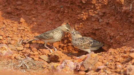 Un-Polluelo-De-Alondra-Con-Cresta-Malabar-En-El-Nido,-La-Alondra-Padre-Viene-Y-Alimenta-Su-Comida-Necesaria-Durante-El-Pico-Del-Verano-En-Los-Ghats-Occidentales-De-La-India-En-Satara-En-Arena-Roja