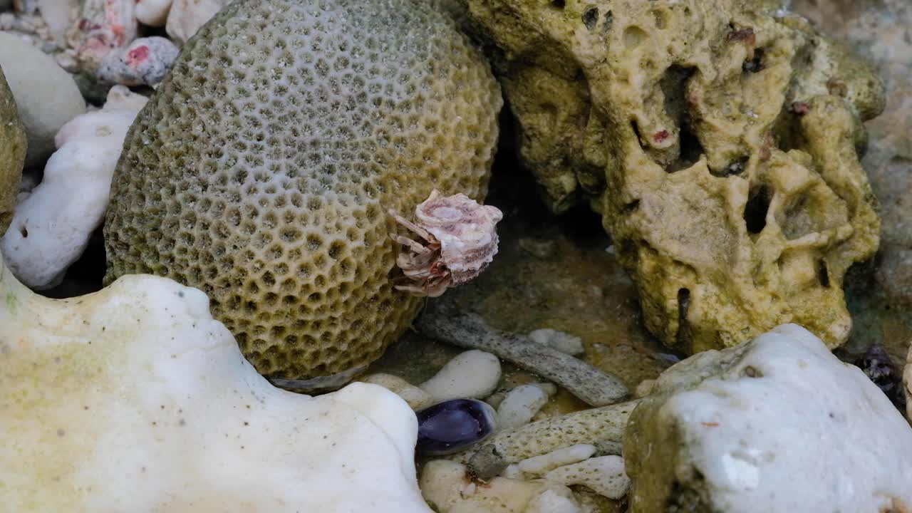cangrejos ermitaños con hermosas conchas intrincadas que se mueven en la orilla de la piscina de rocas del océano en una isla tropical