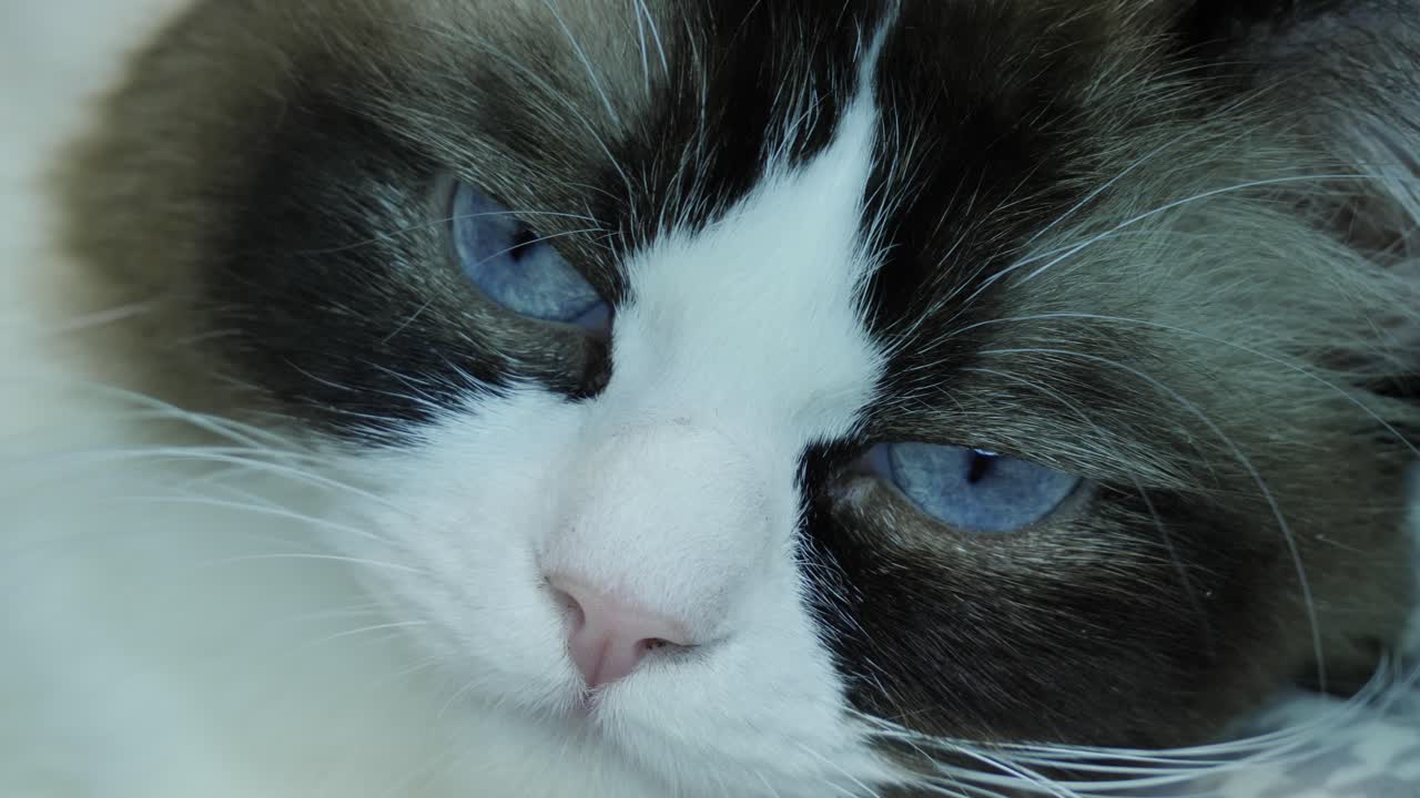 경고 - 파란 눈 래그돌 고양이 소녀 카메라를보고