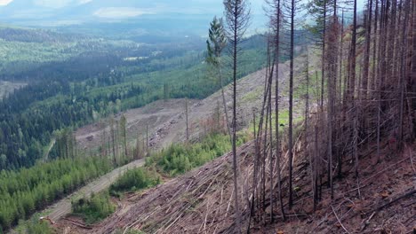 a lumberjack at work: overhead drone shot of spruce felling