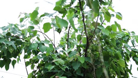 Wassertropfen-Auf-Ficus-Religiosa,-Morgen