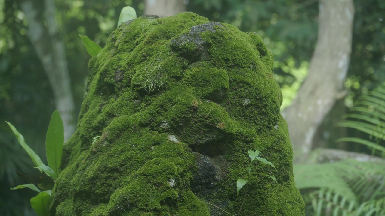 Roccia Coperta di Muschio in una Lussureggiante Foresta Tropicale