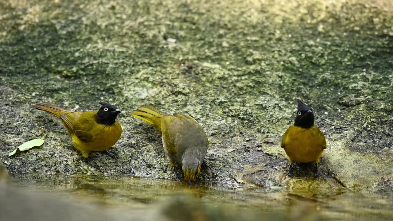 bulbul de cresta negra, rubigula flaviventris, dos individuos bebiendo agua en el bosque y luego un bulbul de garganta rayada, pycnonotus finlaysoni, llega para unirse a la experiencia refrescante, tailandia