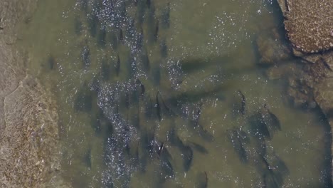 a group of salmon swimming upstream through murky water during migration, aerial view