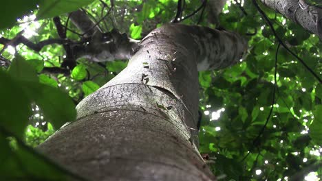 hormigas cortadoras de hojas mueven las hojas a través de una rama de árbol